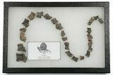 Triassic Fossil Synapsid (Dimetrodon) Tail - Texas #351339-9